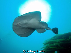 Catalina Island, California USA
Pacific electric ray

 by Jeffrey Smith 